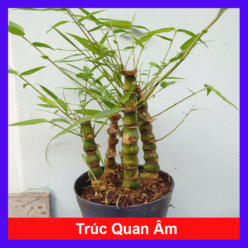 Cây Trúc Đùi Ếch