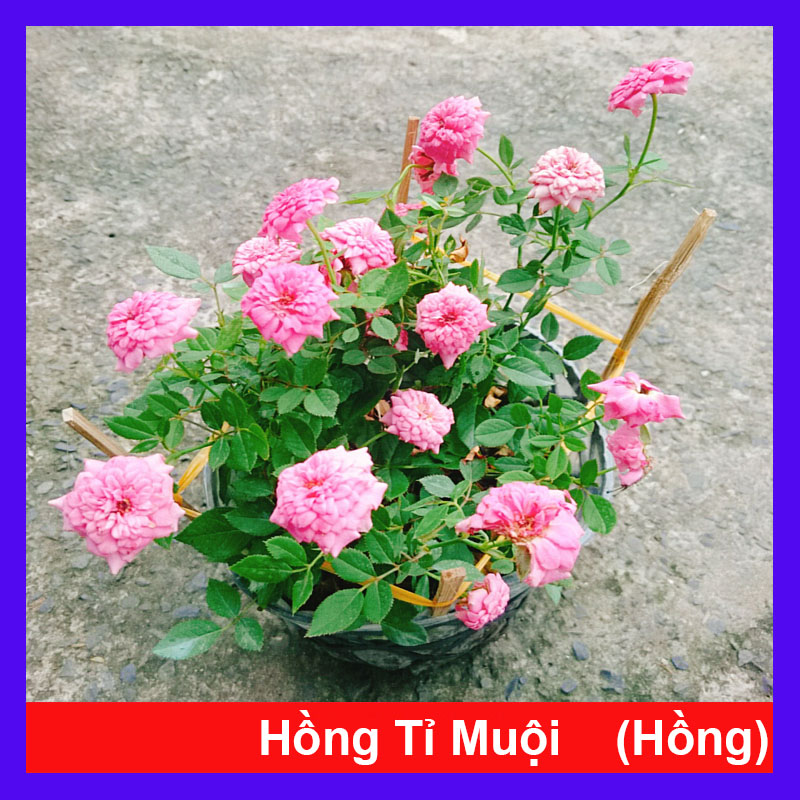 Cây Hồng Tỉ Muội Hồng