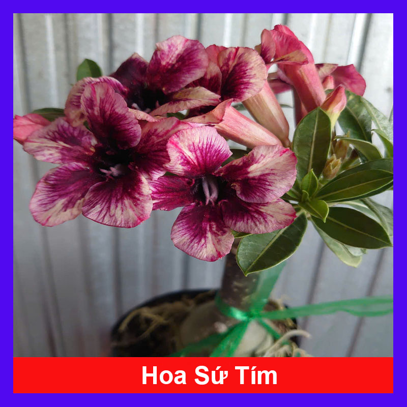 Cây Sứ Tím