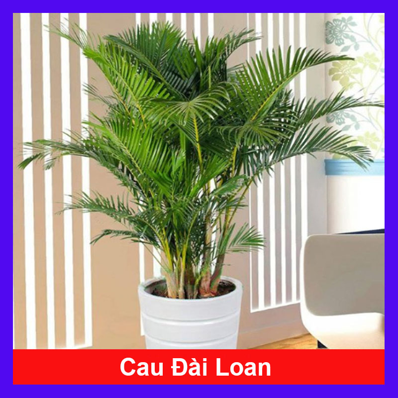 Cây Cau Đài Loan