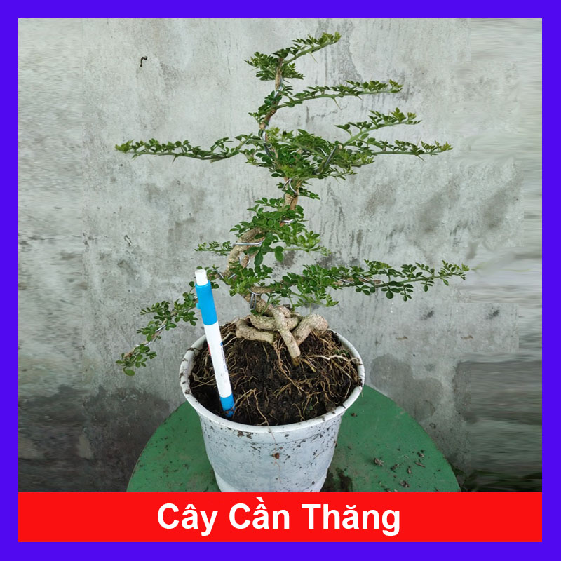 Cây Cần Thăng