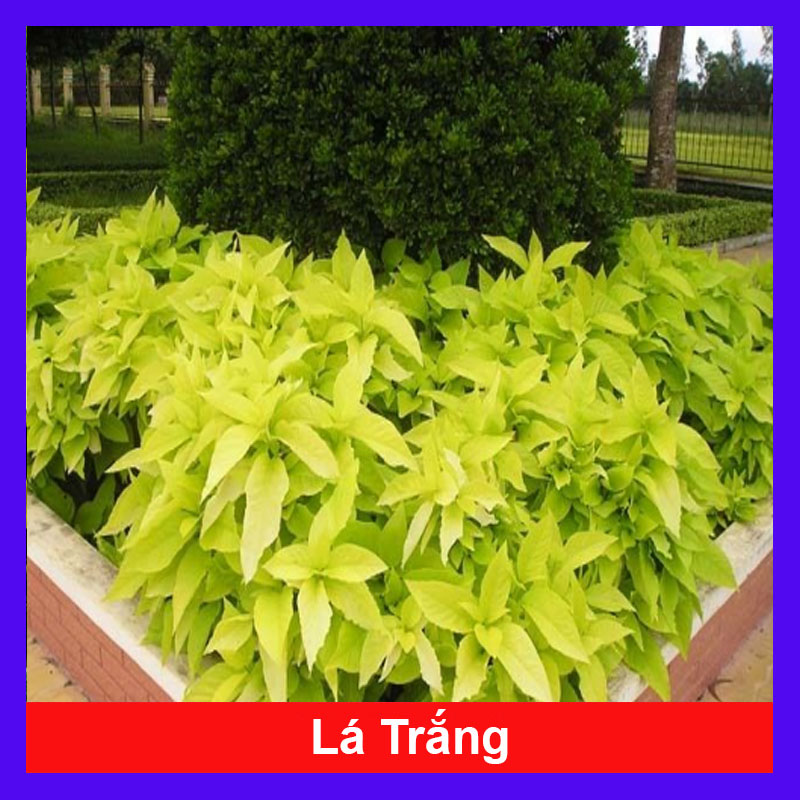 Cây Lá Trắng