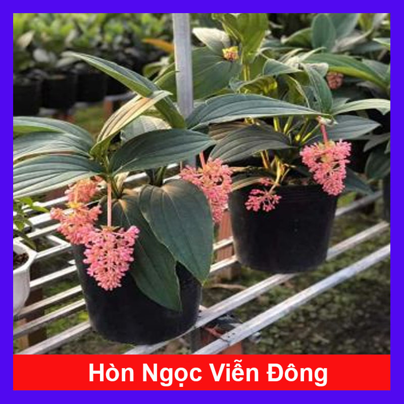 Cây Hòn Ngọc Viễn Đông