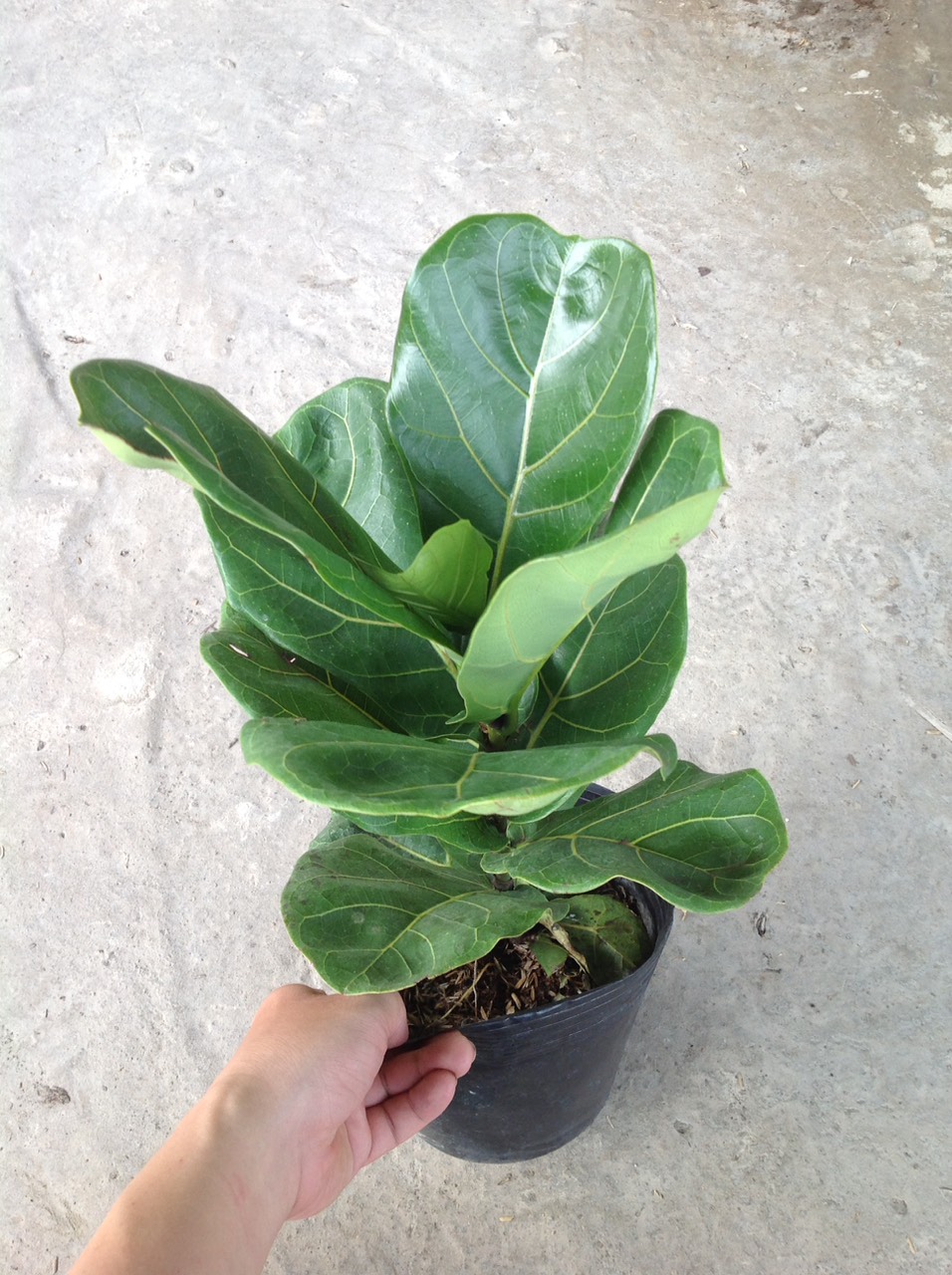 Cây Bàng Singapore