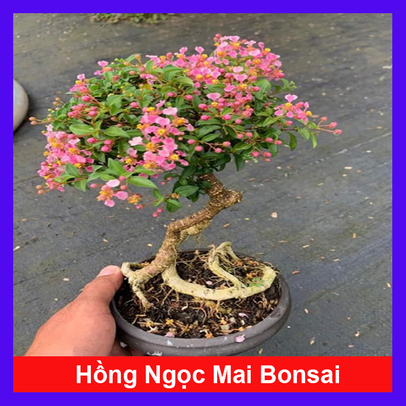 Cây Hồng Ngọc Mai Bonsai
