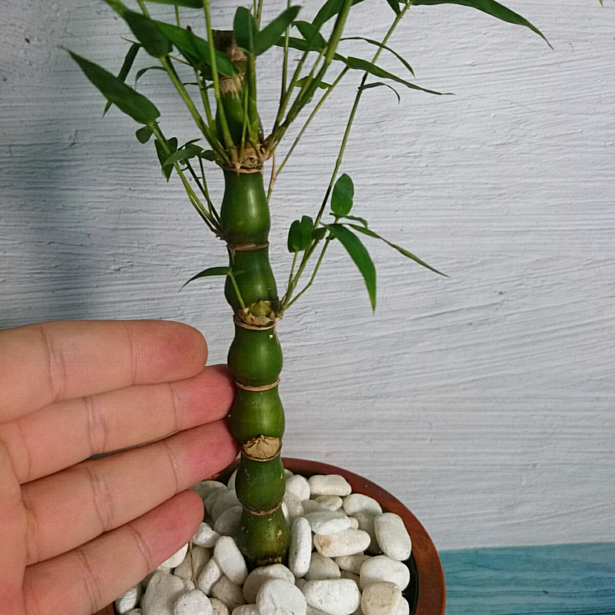 Cây Trúc Đùi Ếch Mini - Cây Trúc Quan Âm