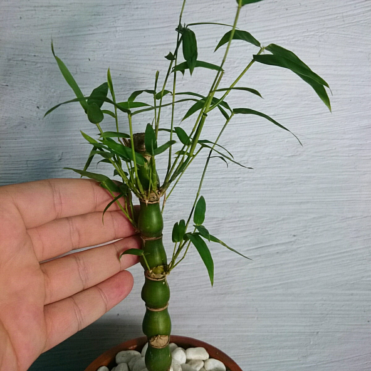 Cây Trúc Đùi Ếch Mini - Cây Trúc Quan Âm