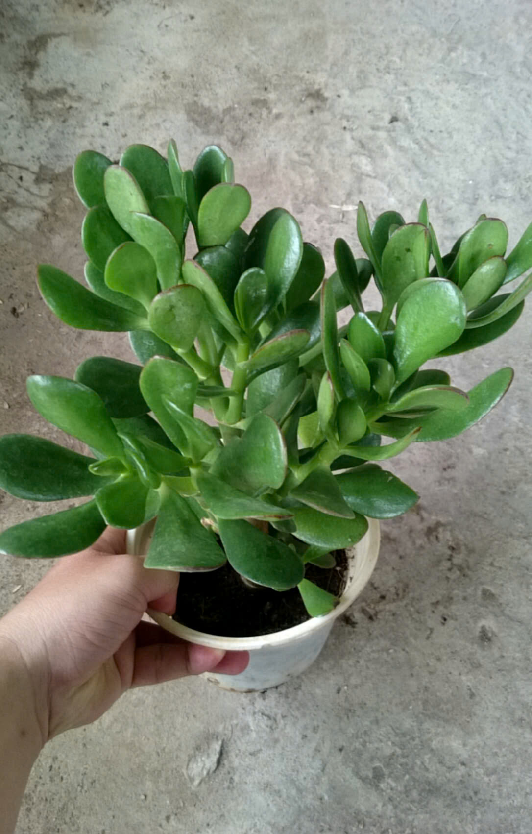 Cây Ngọc Bích Xanh