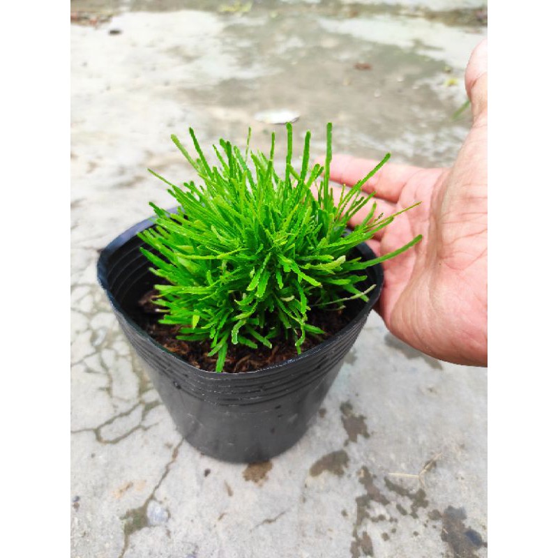 Cây Cỏ Mây
