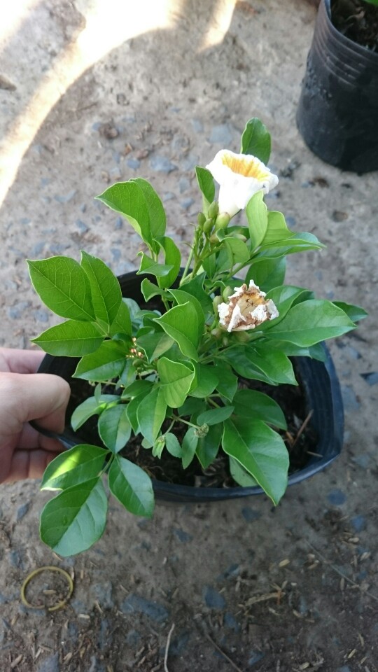 Cây Nguyệt Quế Lá Lớn