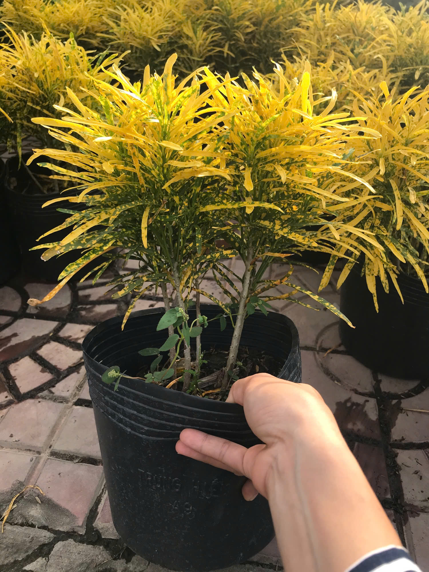 Cây Vàng Bạc Lá Nhỏ