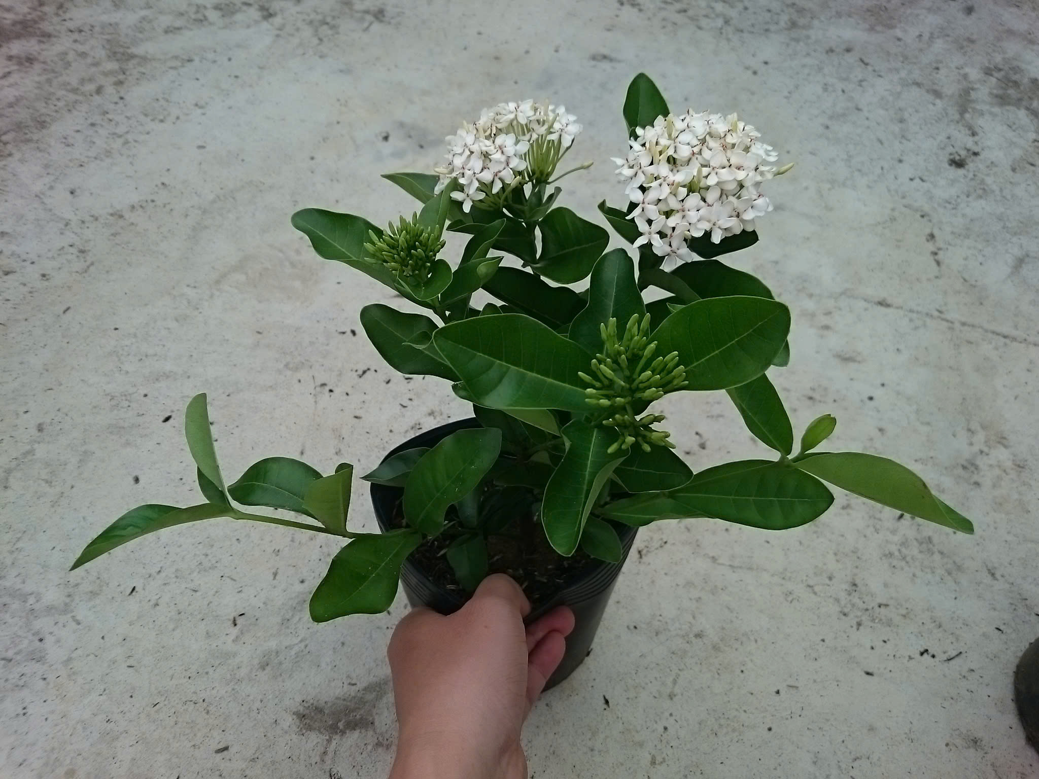 Cây Trang Trắng Lá Trung