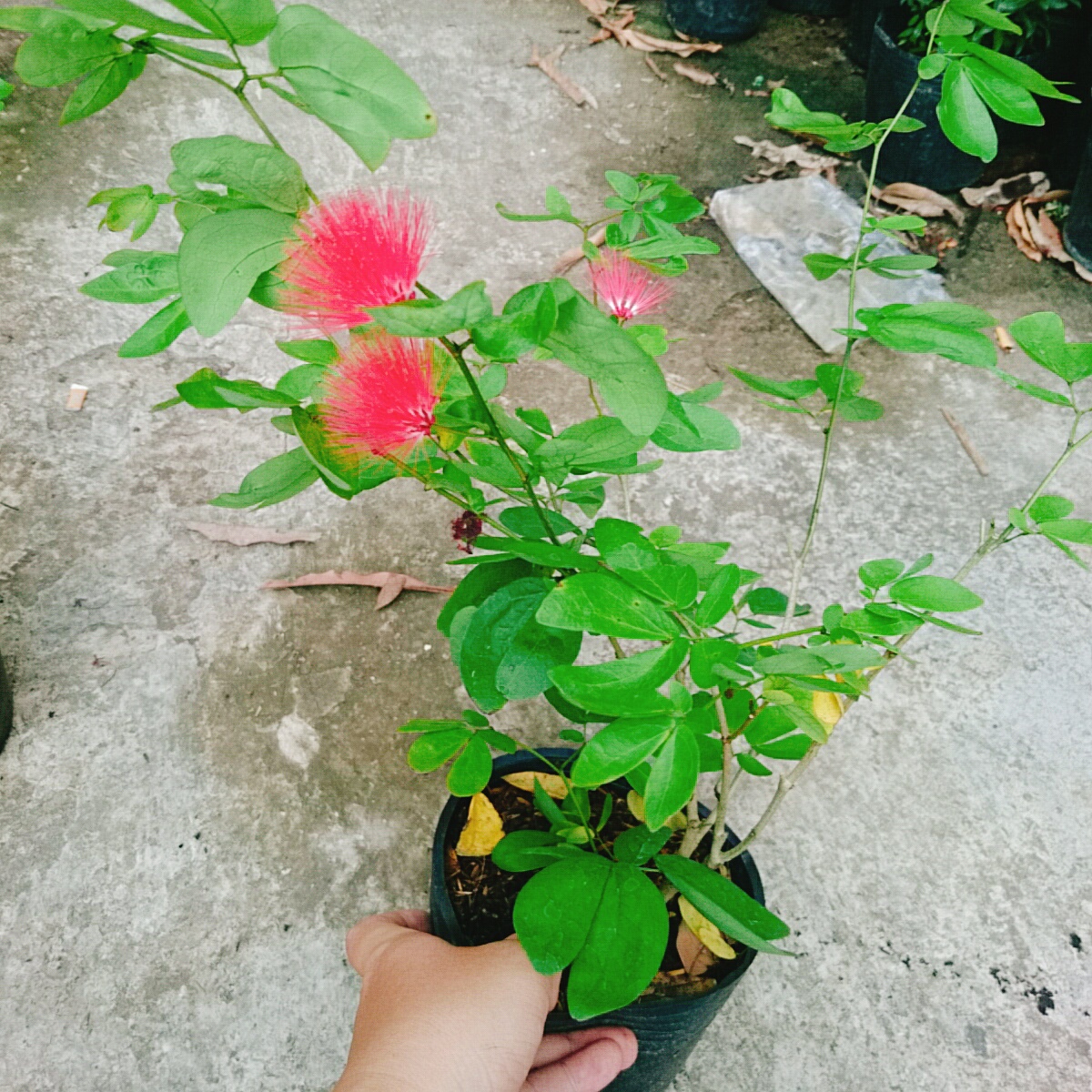 Cây Điệp Lào