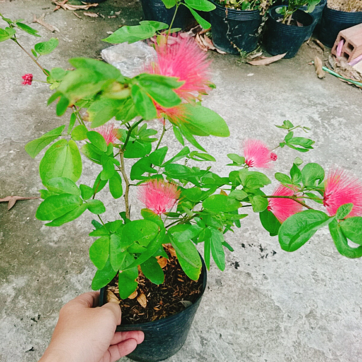 Cây Điệp Lào