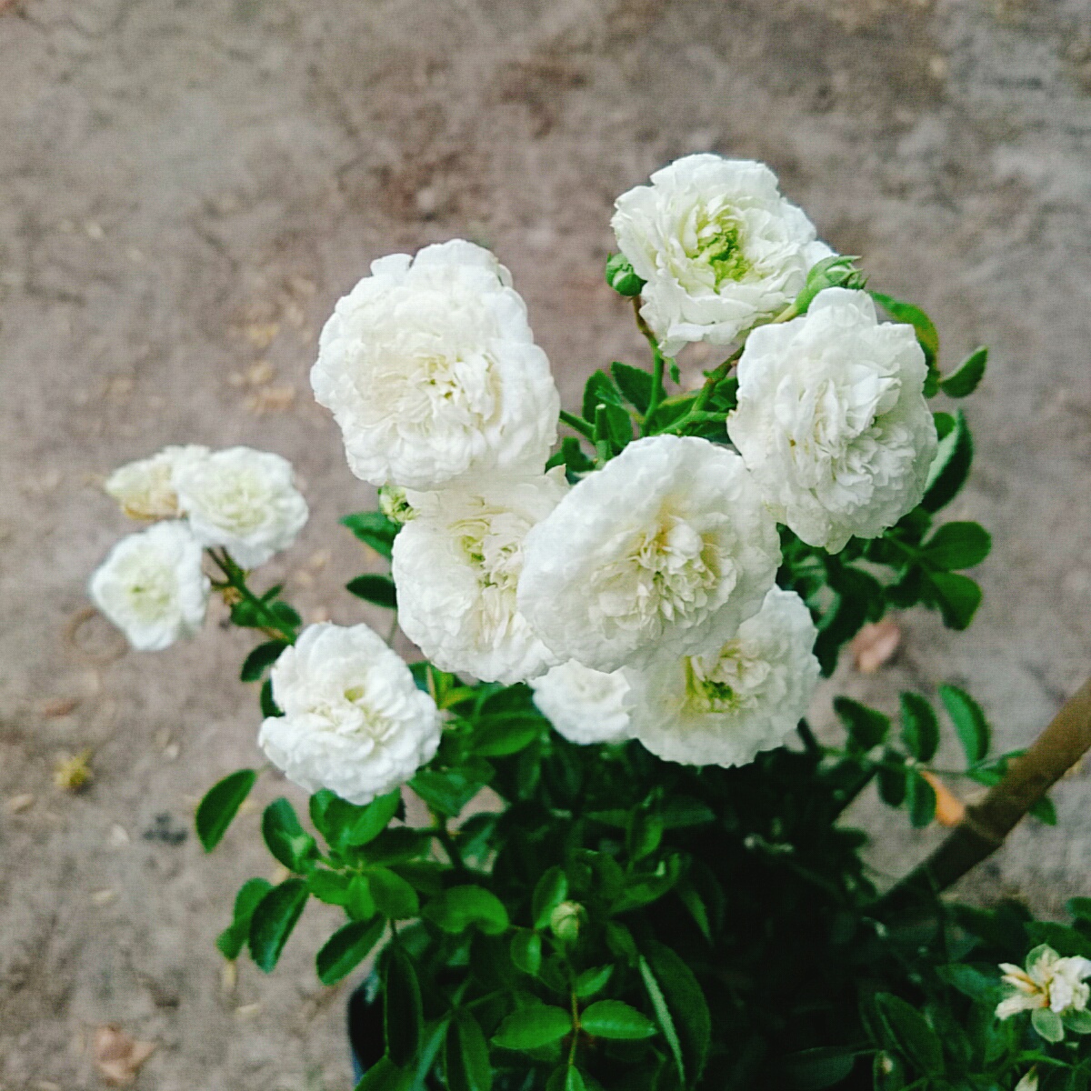 Cây Hồng Bạch Trà