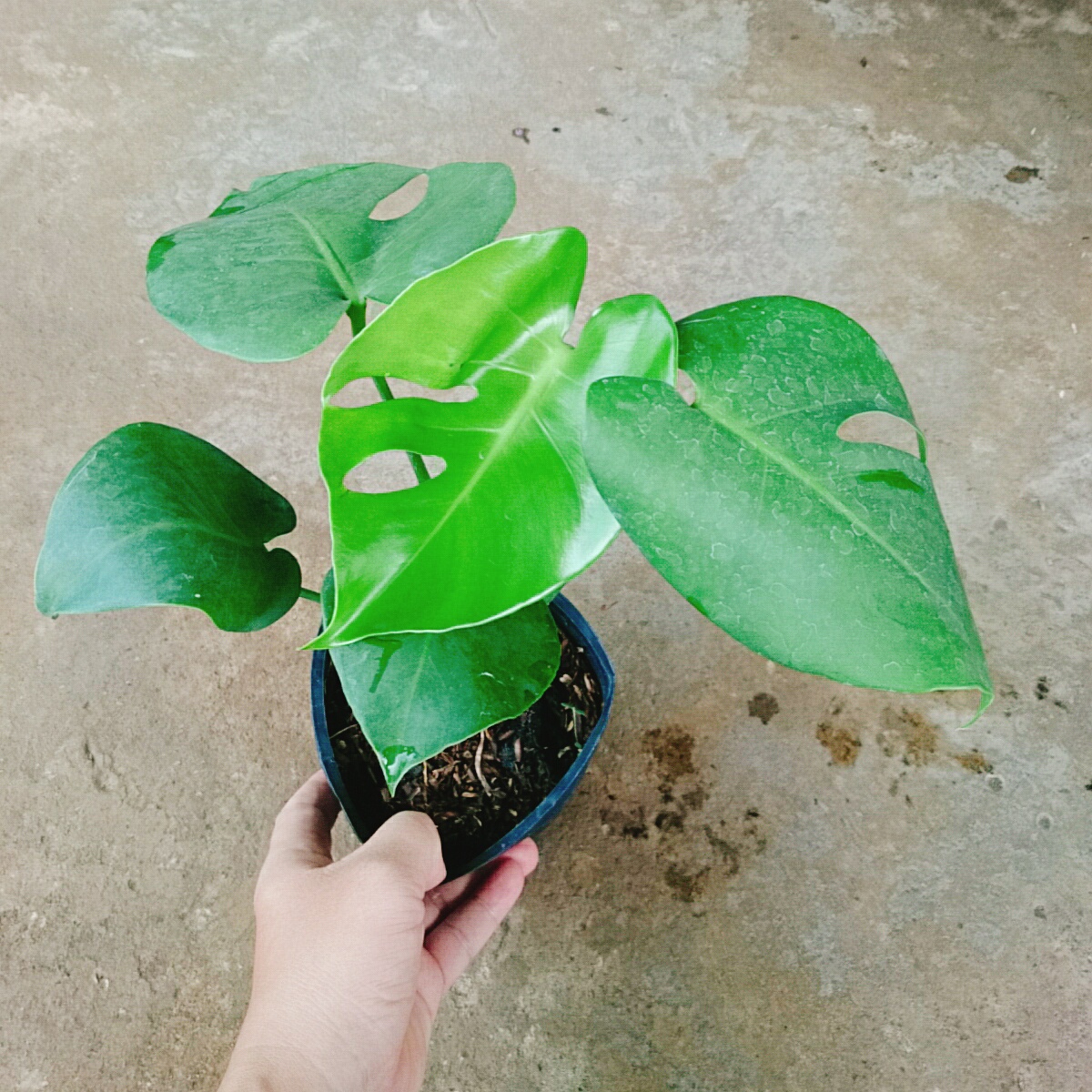 Cây Trầu Bà Lá Xẻ