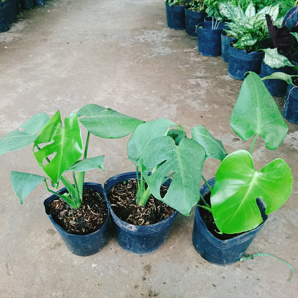 Cây Trầu Bà Lá Xẻ
