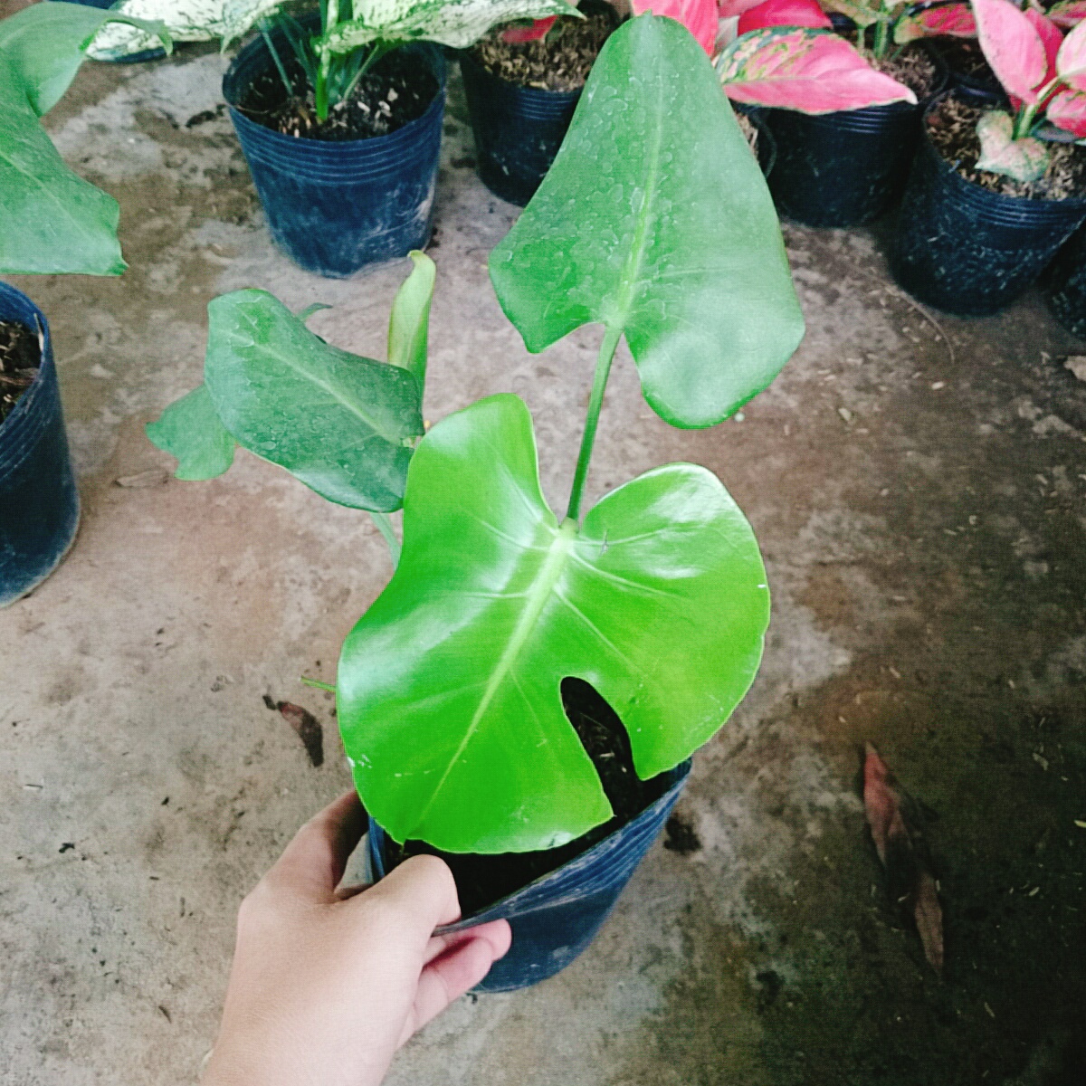 Cây Trầu Bà Lá Xẻ