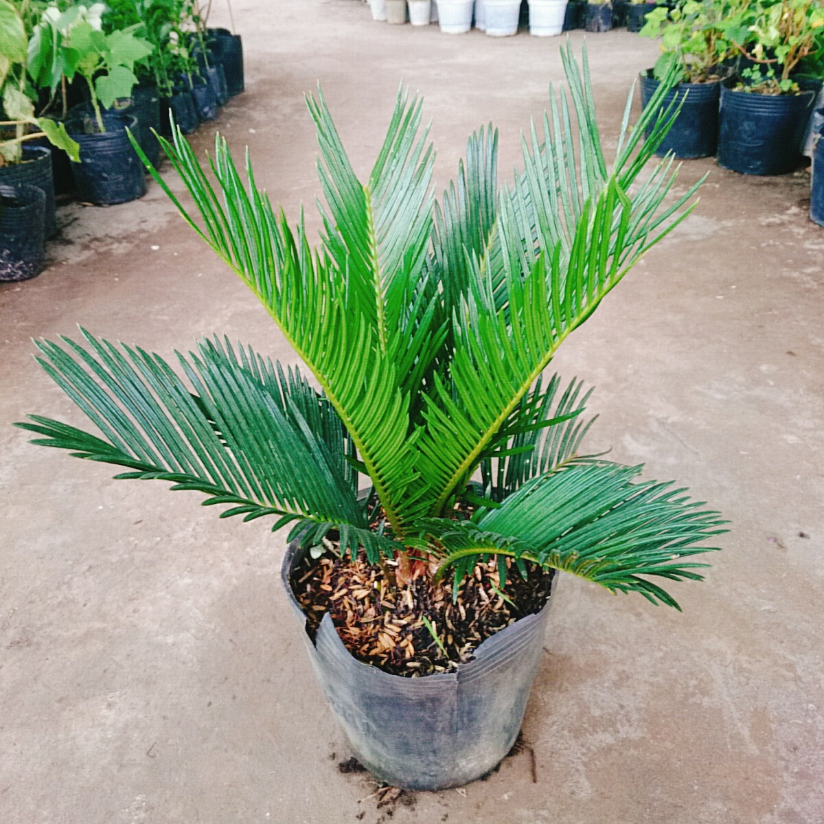 Cây Thiên Tuế