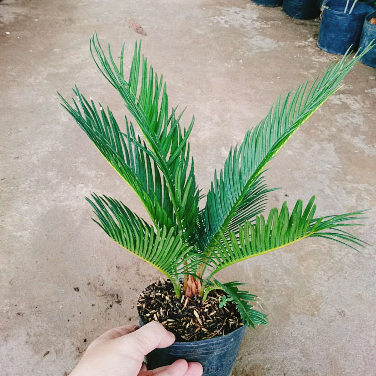 Cây Thiên Tuế