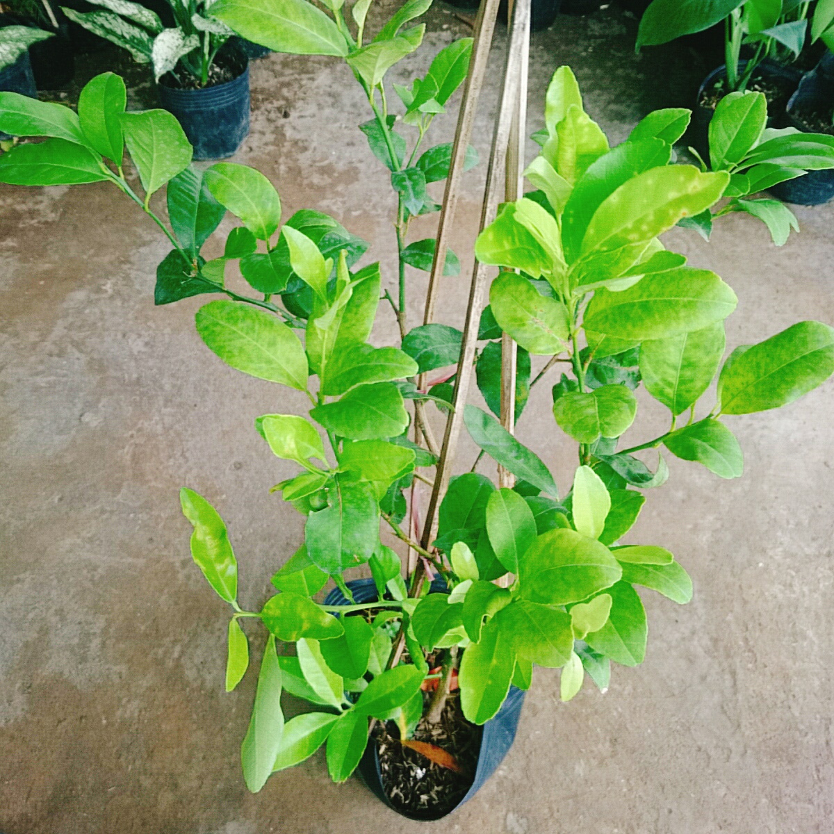 Cây Chanh Tứ Quý