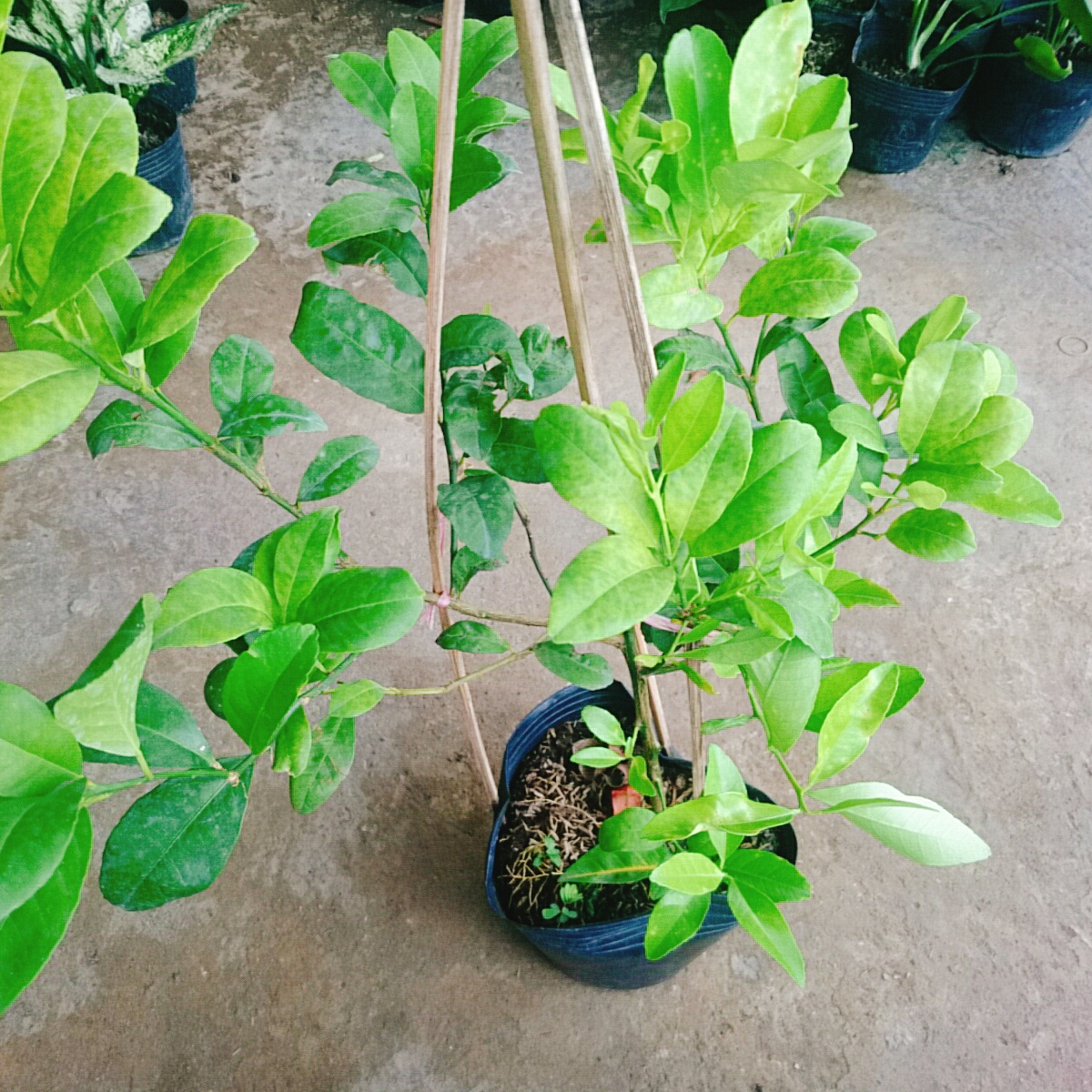 Cây Chanh Tứ Quý