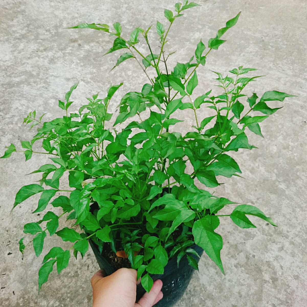 Cây Hồng Thiên Hương