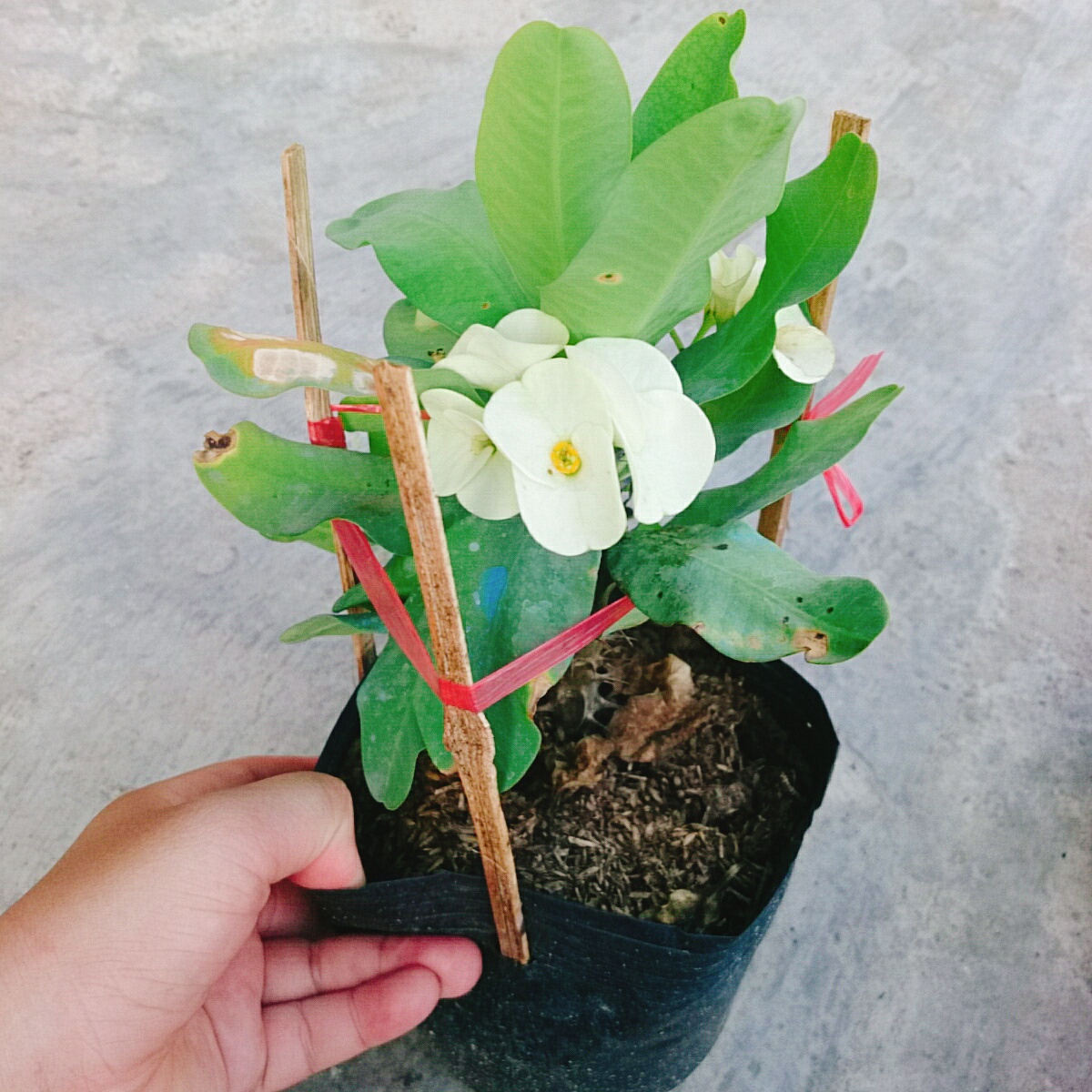 Cây Xương Rồng Trắng