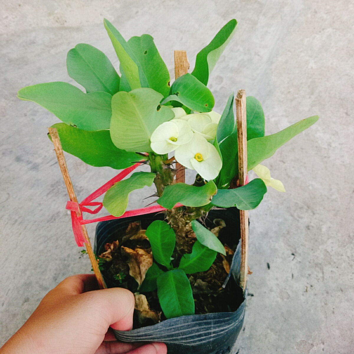 Cây Xương Rồng Trắng