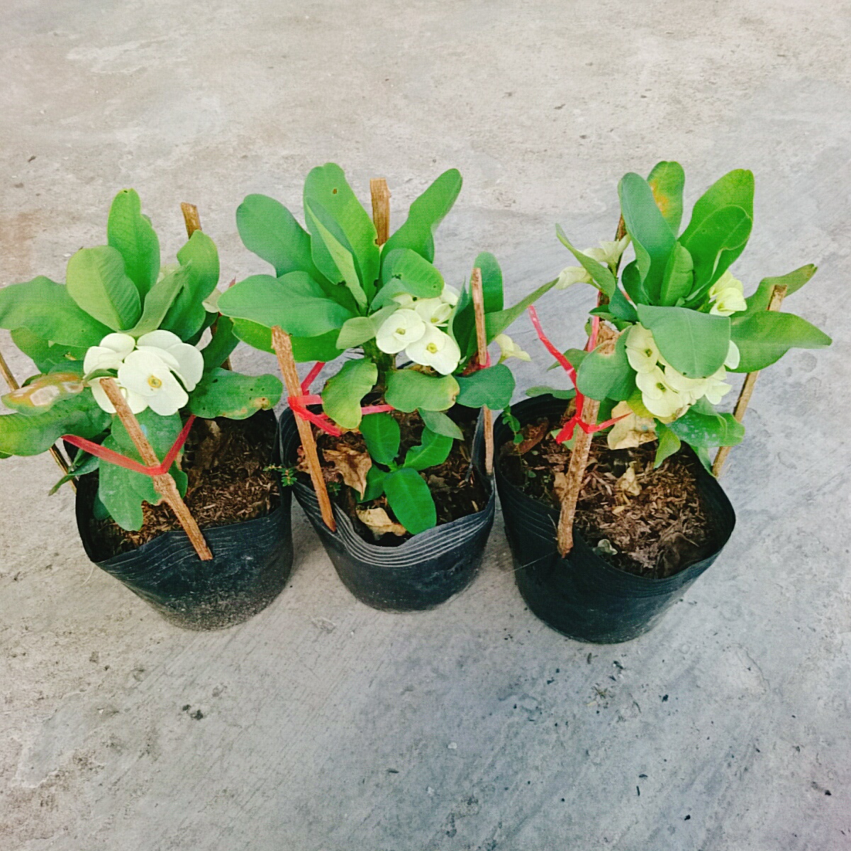 Cây Xương Rồng Trắng