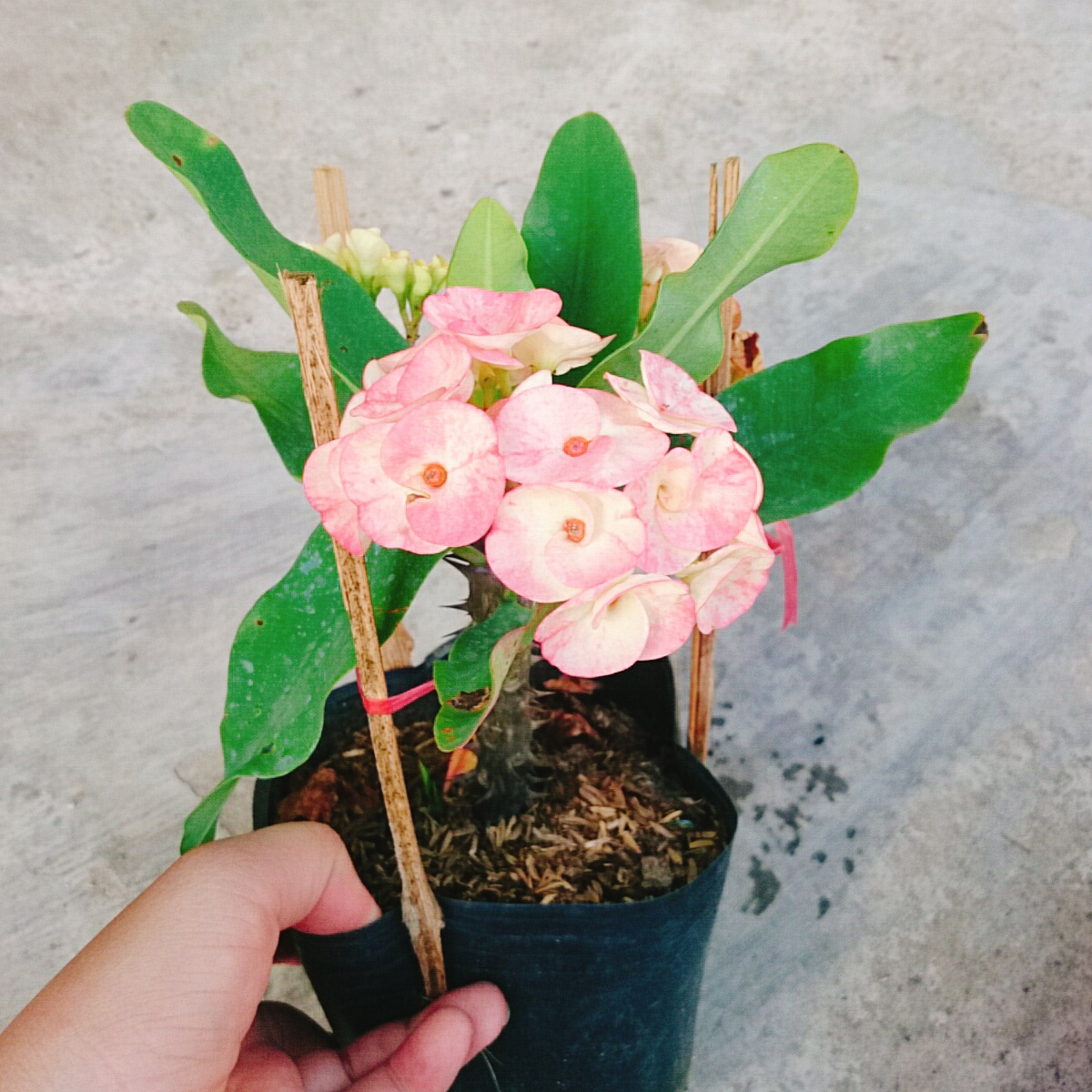 Cây Xương Rồng Hồng