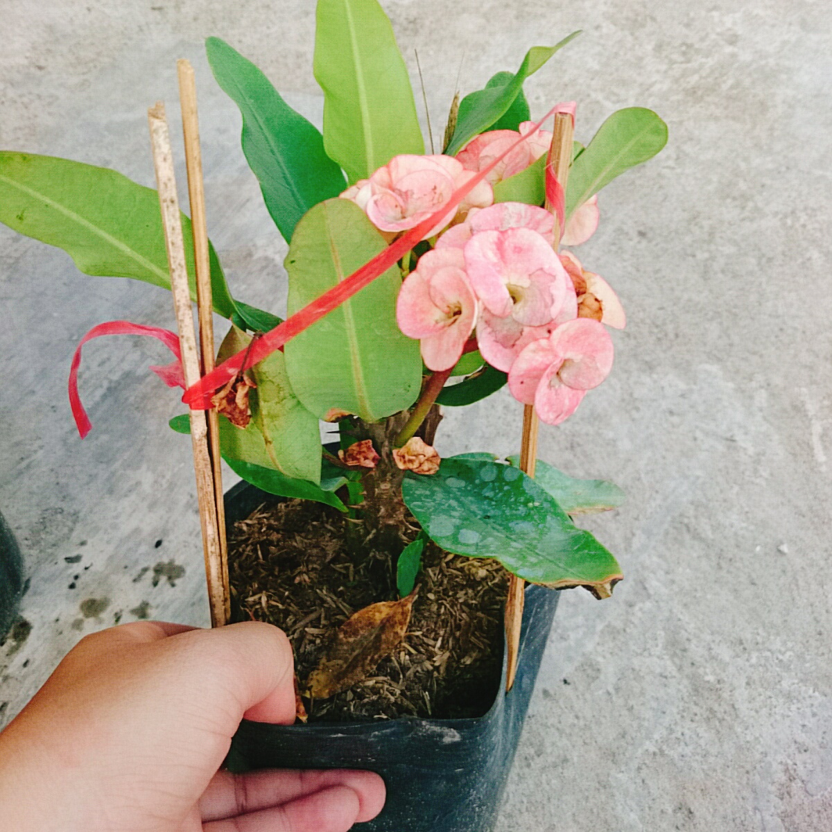 Cây Xương Rồng Hồng