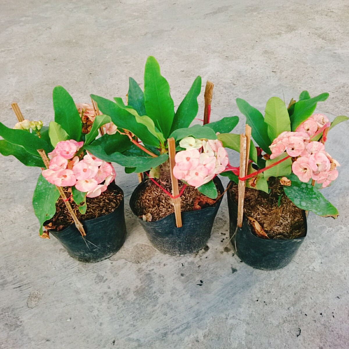 Cây Xương Rồng Hồng