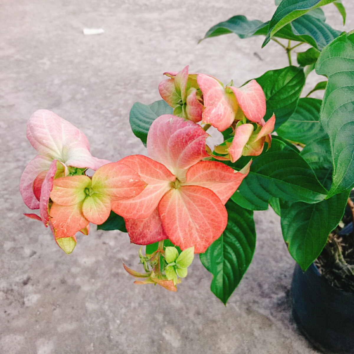 Cây Bướm Hồng