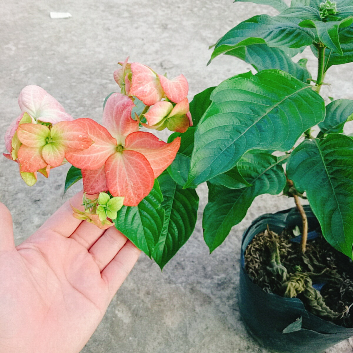 Cây Bướm Hồng