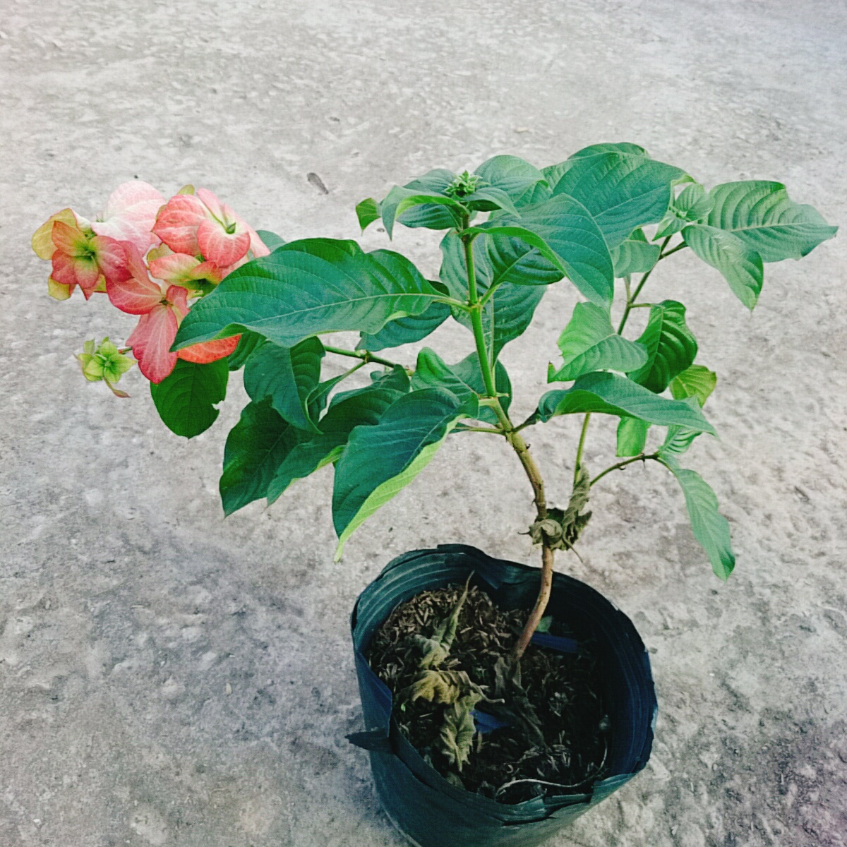 Cây Bướm Hồng