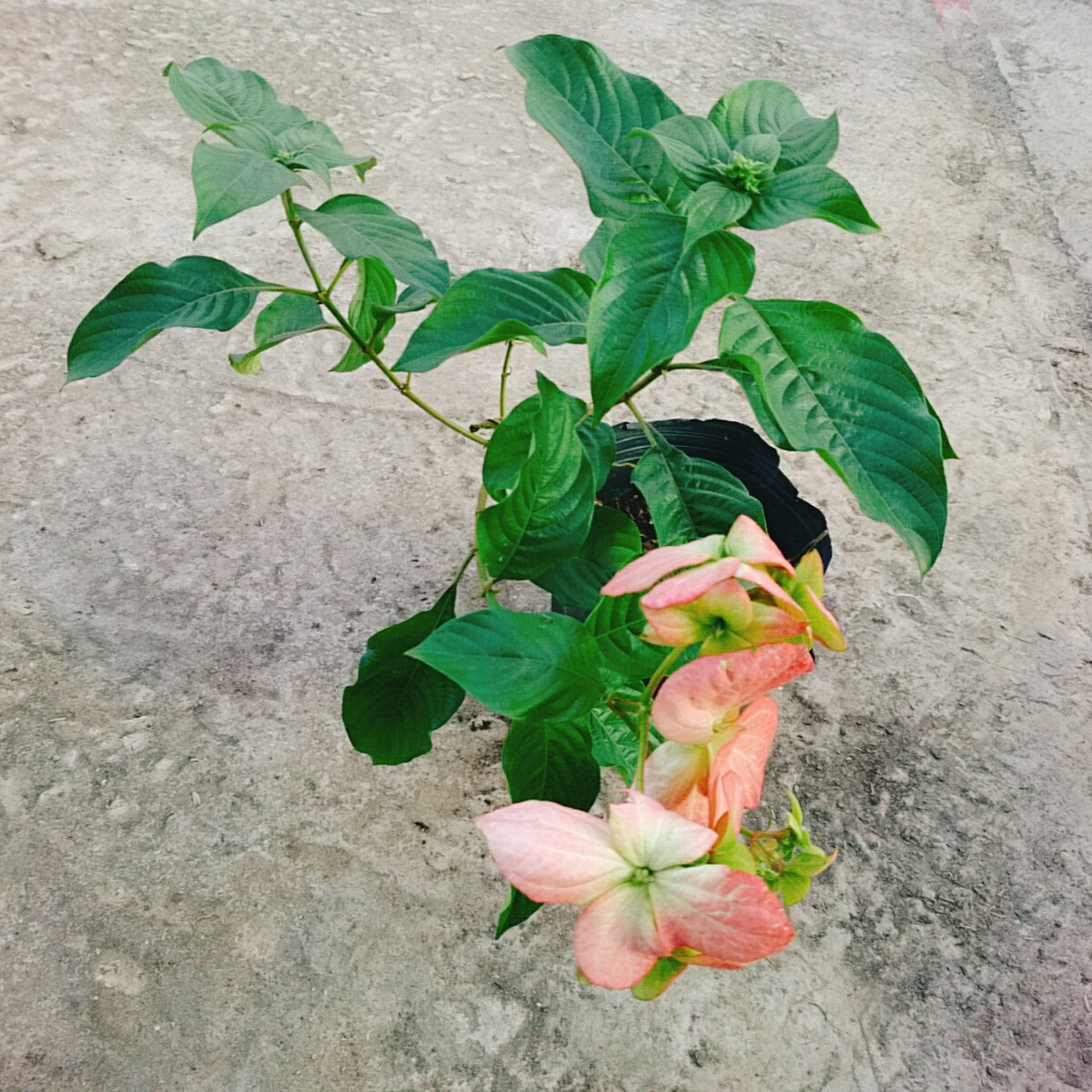 Cây Bướm Hồng