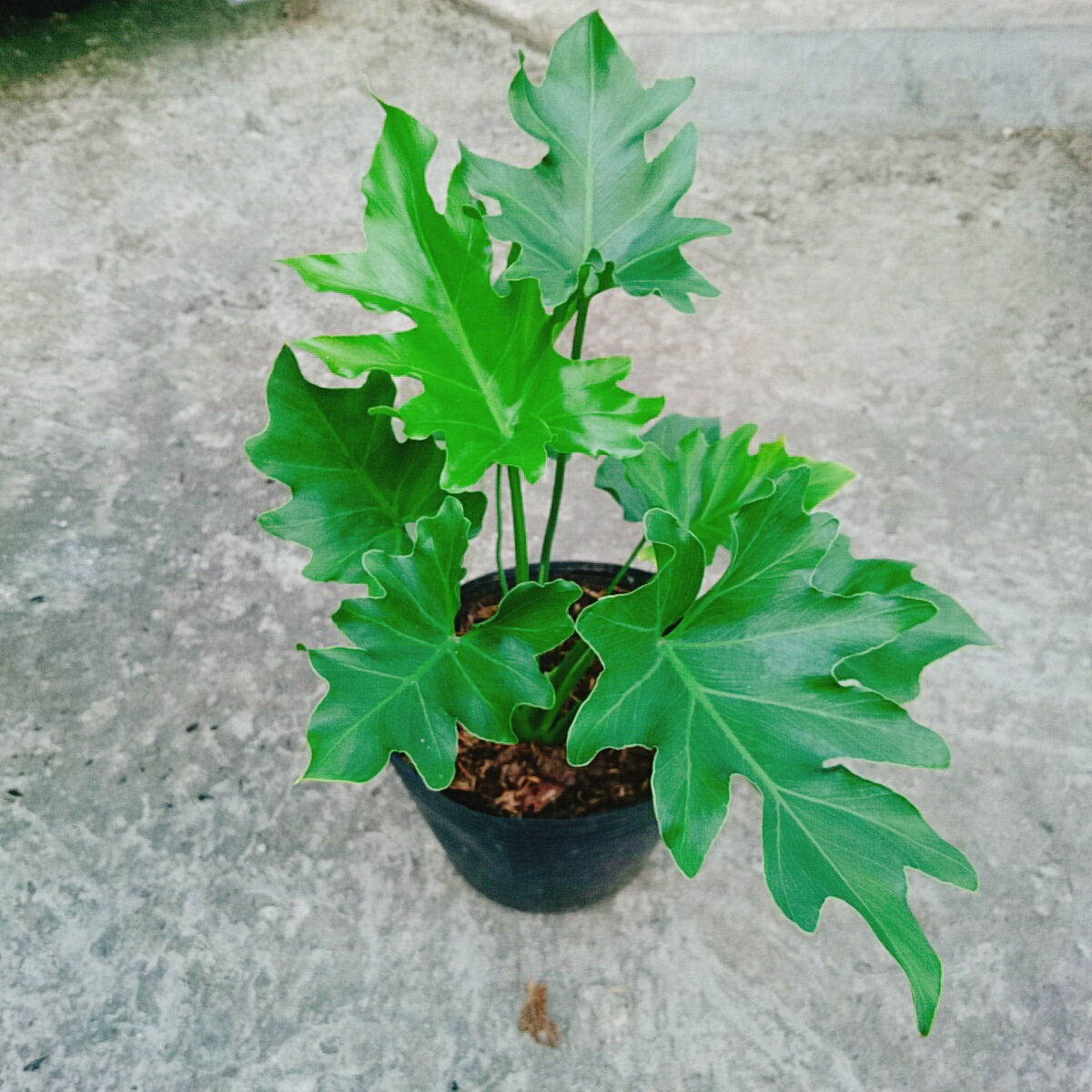 Cây Trầu Bà Thanh Xuân