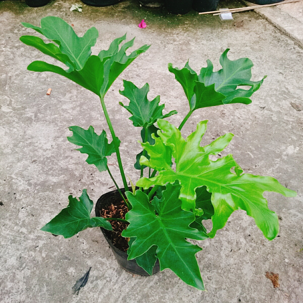 Cây Trầu Bà Thanh Xuân
