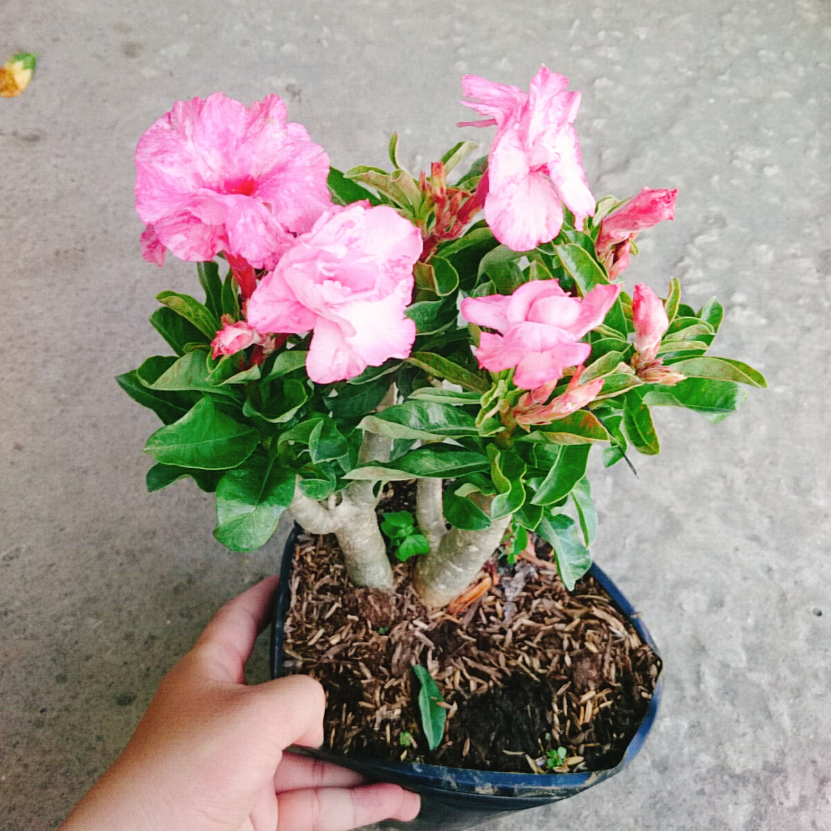 Cây Sứ Kỳ Duyên