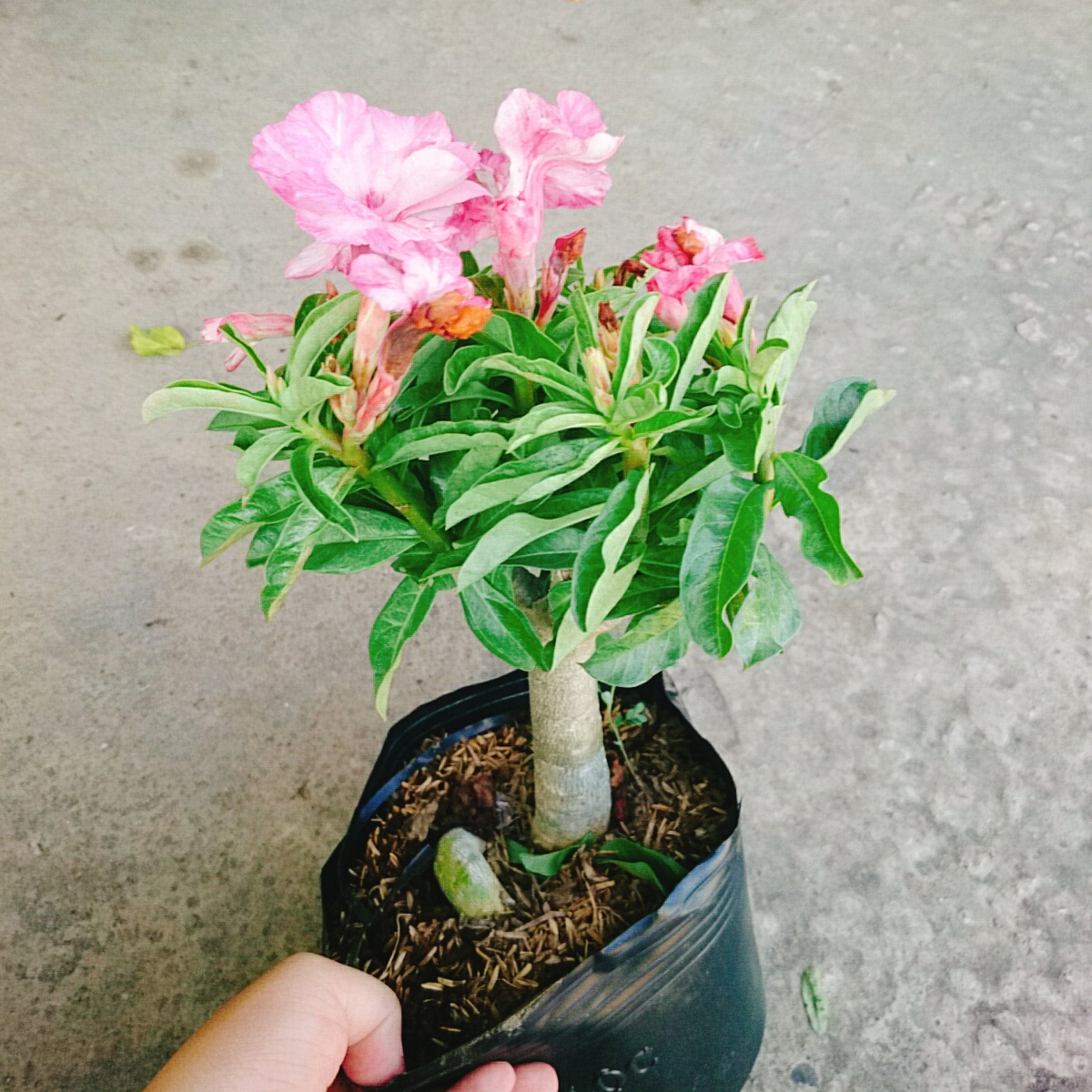 Cây Sứ Kỳ Duyên