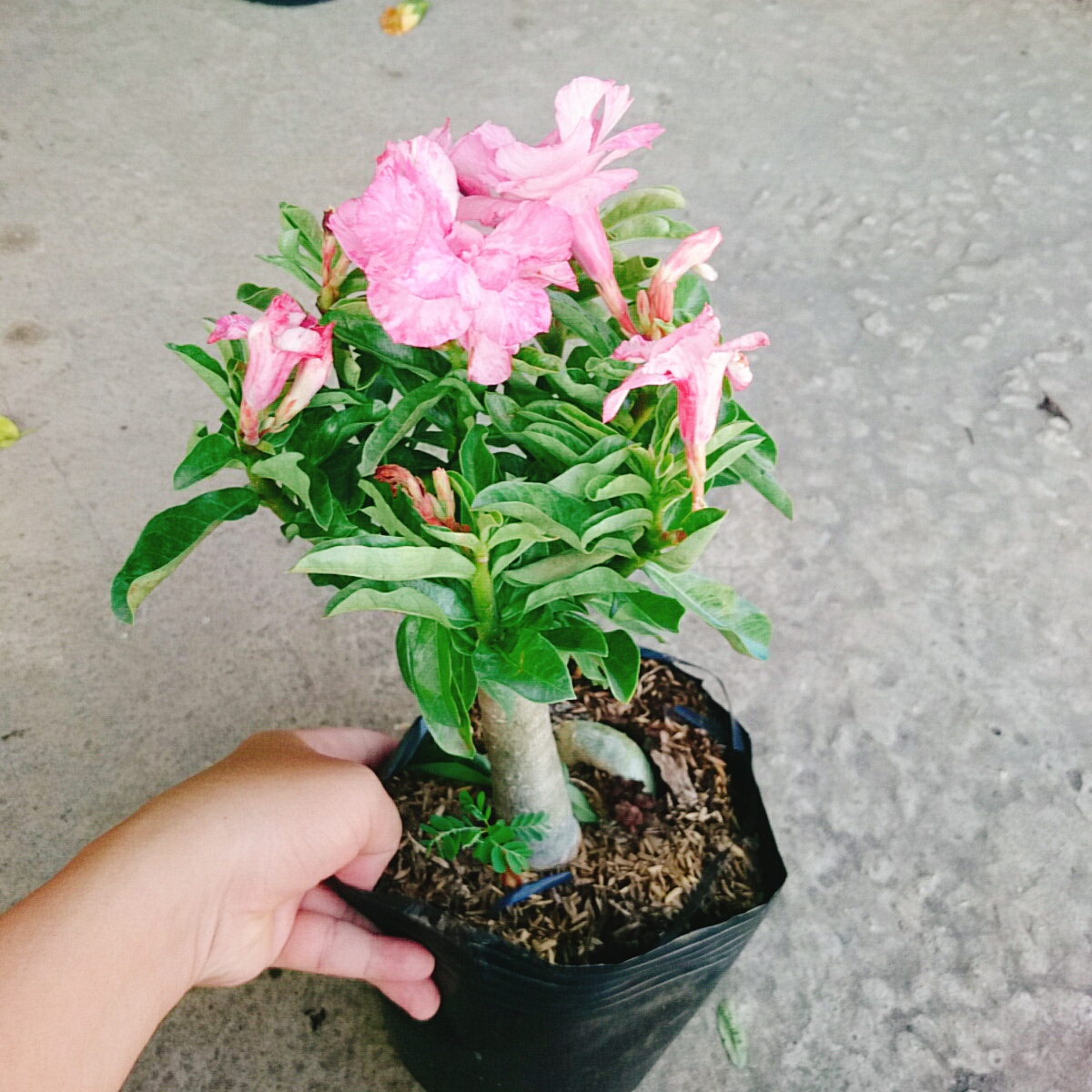 Cây Sứ Kỳ Duyên