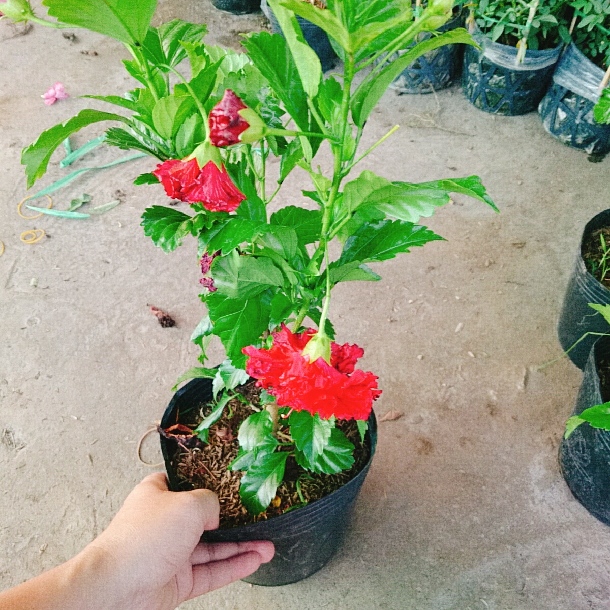 Cây Dâm Bụt Kép Đỏ
