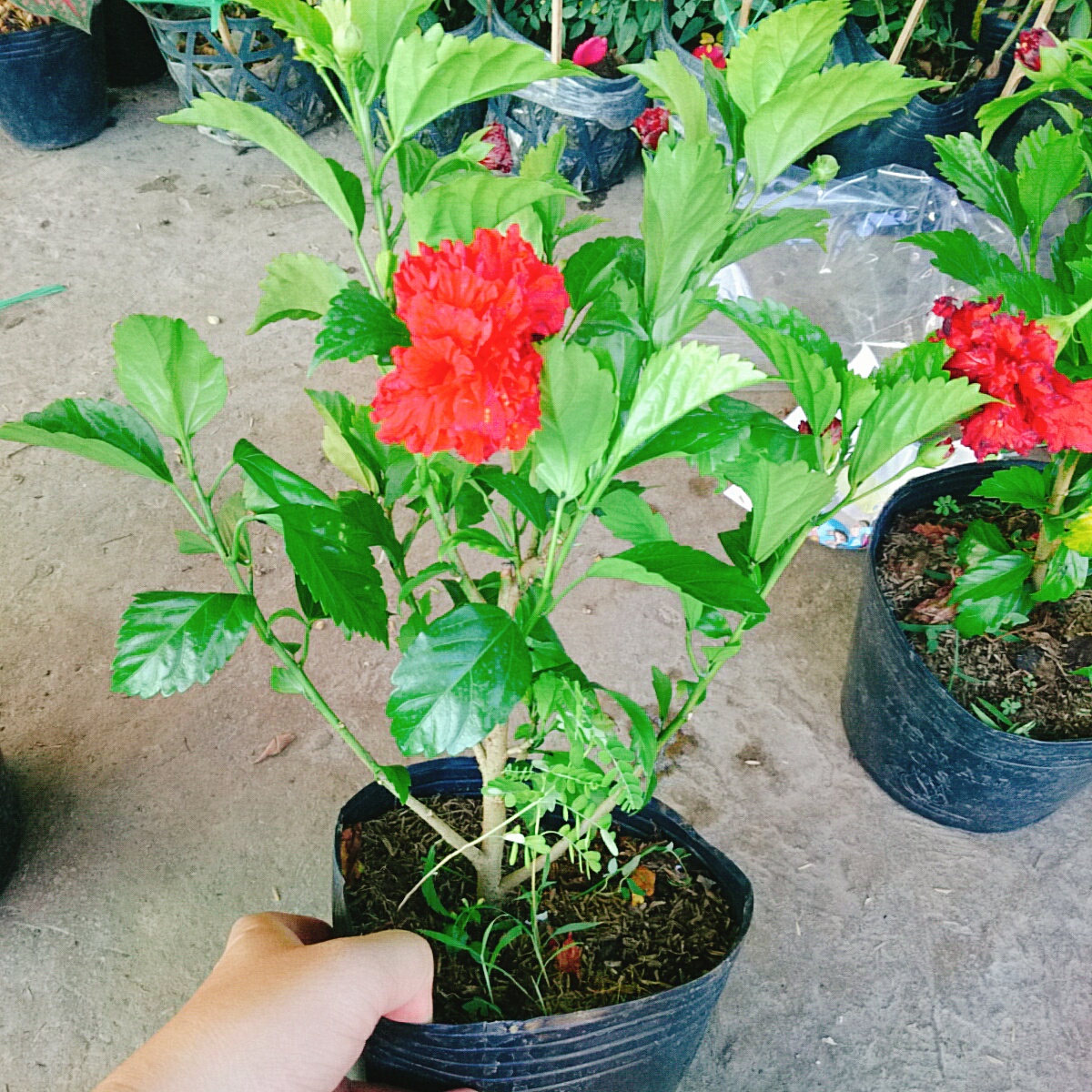 Cây Dâm Bụt Kép Đỏ