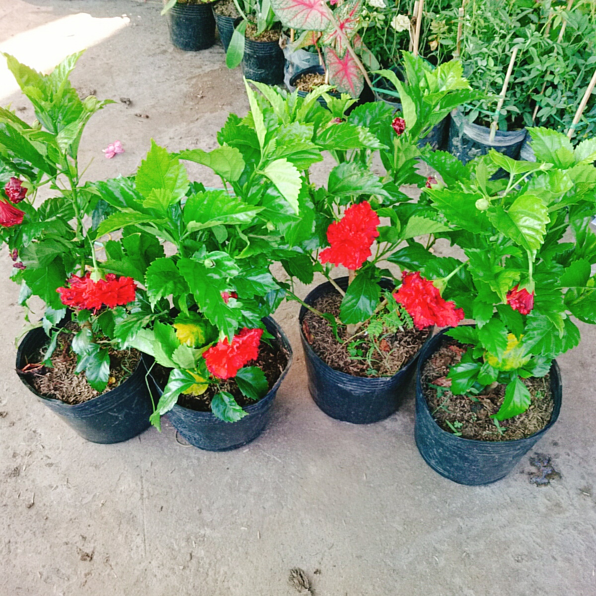Cây Dâm Bụt Kép Đỏ