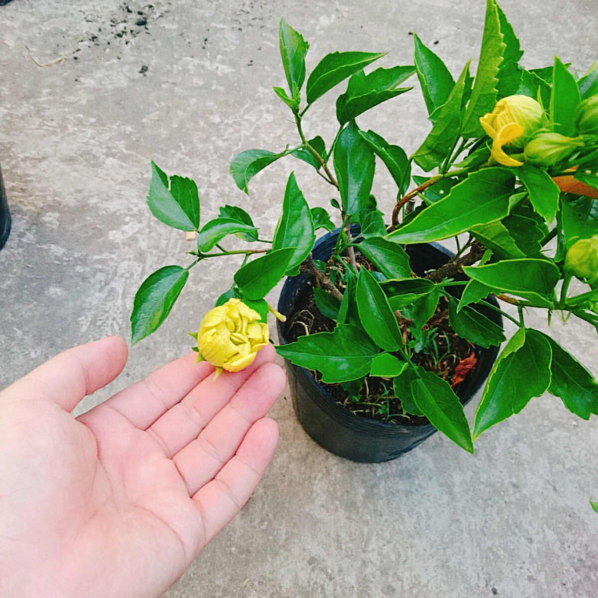 Cây Dâm Bụt Kép Vàng