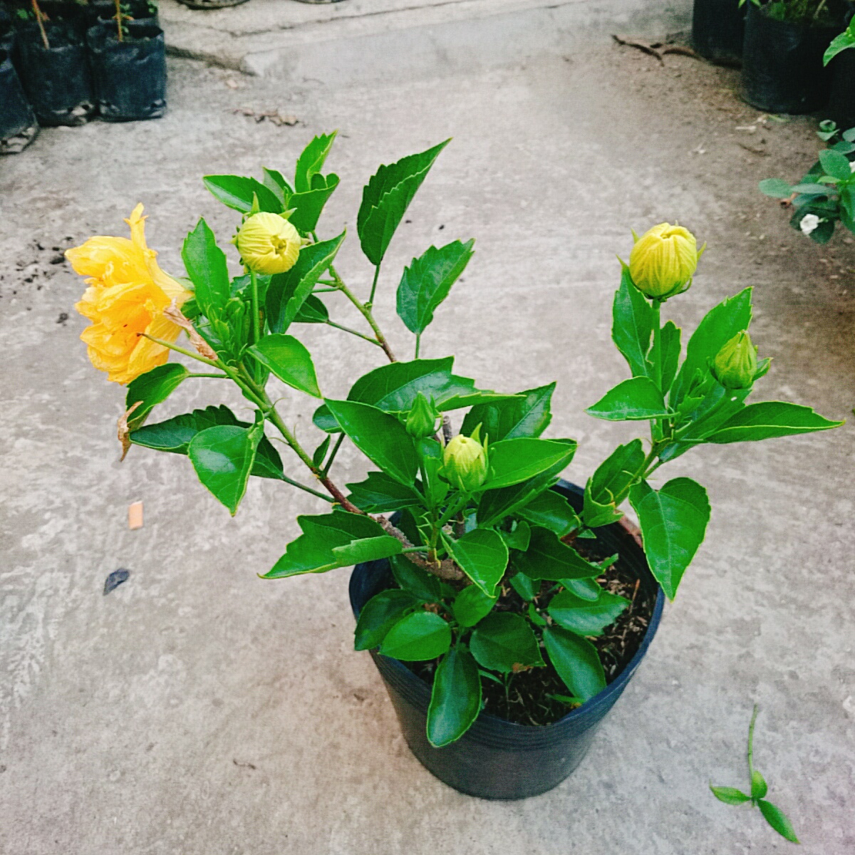 Cây Dâm Bụt Kép Vàng