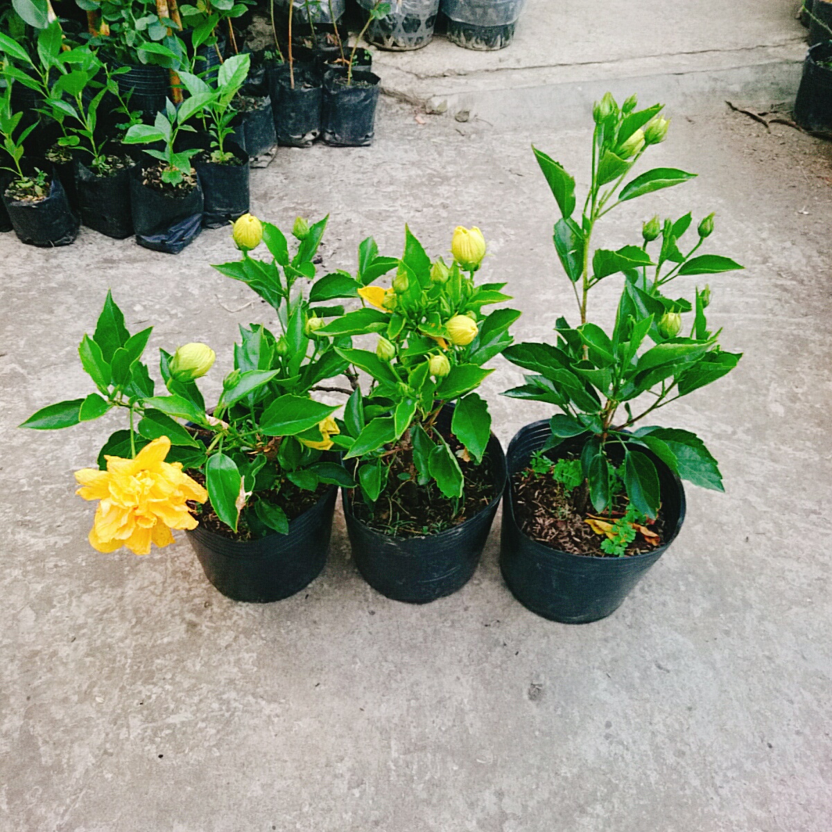 Cây Dâm Bụt Kép Vàng