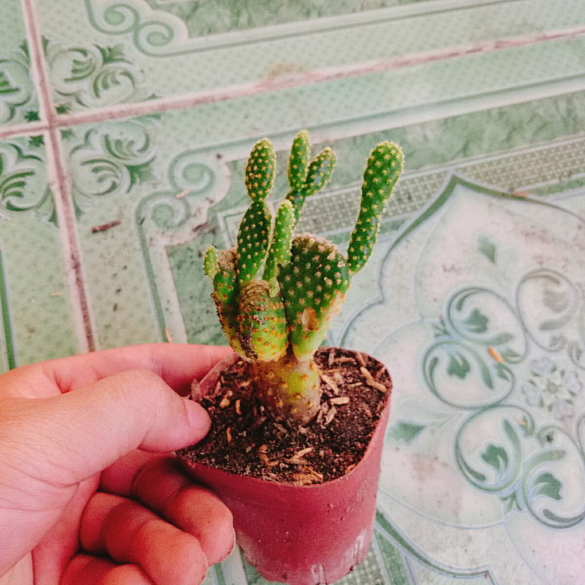 Cây Xương Rồng Tai Thỏ (Nhỏ)