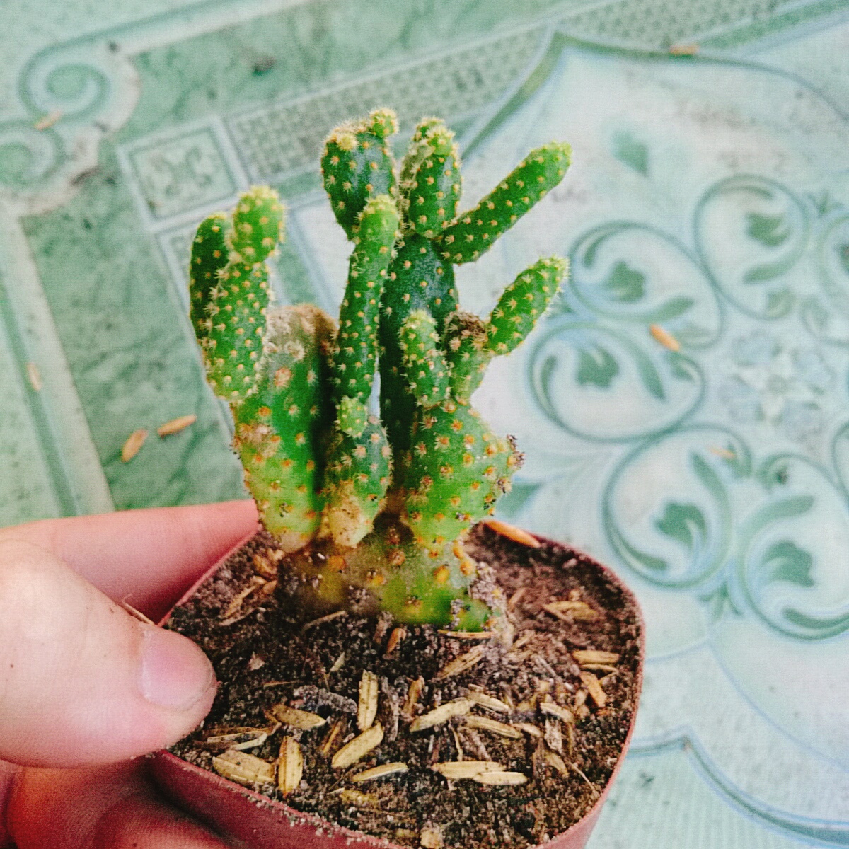 Cây Xương Rồng Tai Thỏ (Nhỏ)